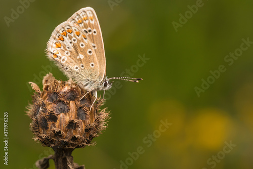 Female Common Blue butterfly sitting on a seedhead photo