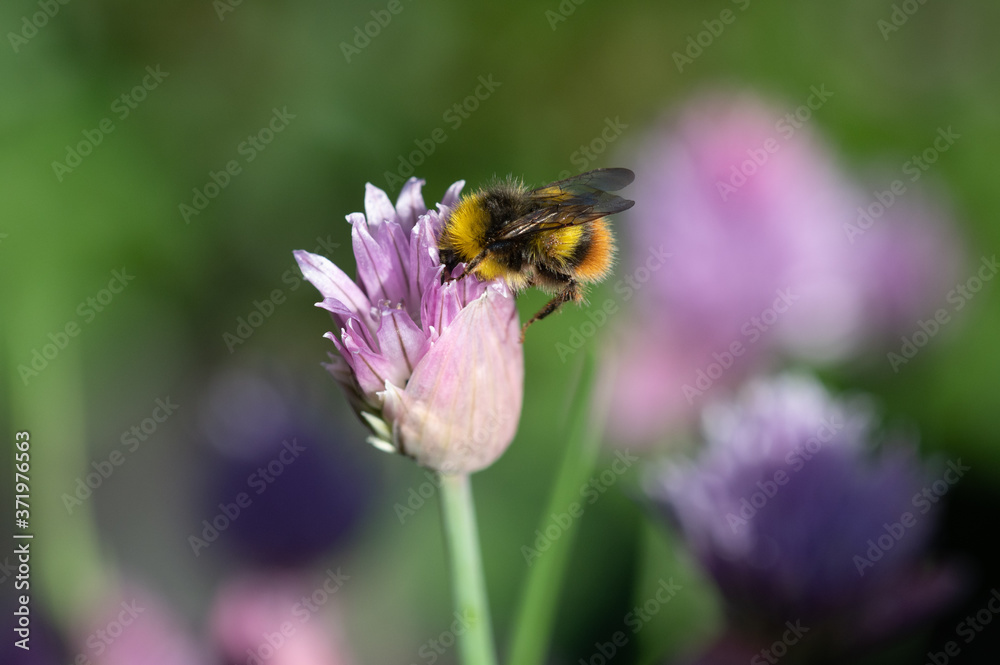 Early bumblebee on chive flower. Early bumblebee on chive flower.