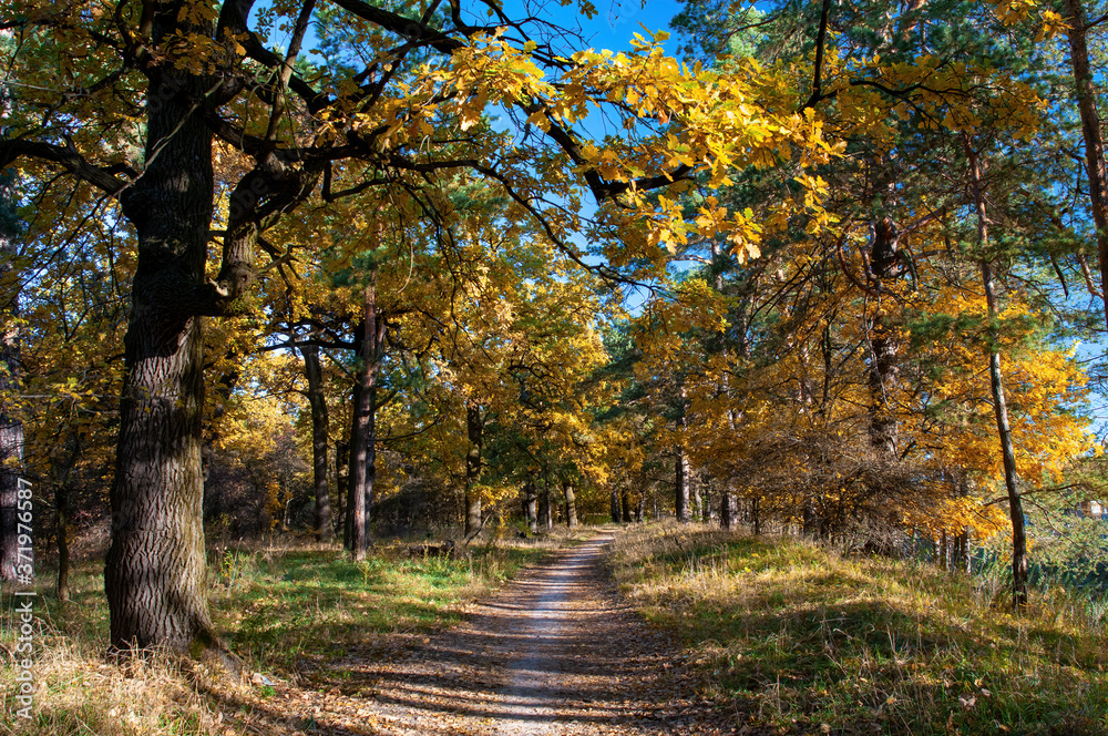 Footpath in autumn forest with yellowed oak trees illuminated by sunlight at sunny autumn day