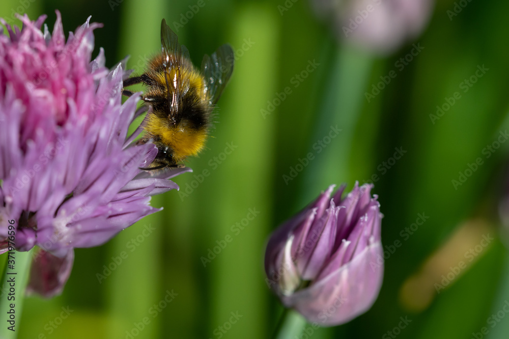 Bumblebee on chive fower Bumblebee on chive fower
