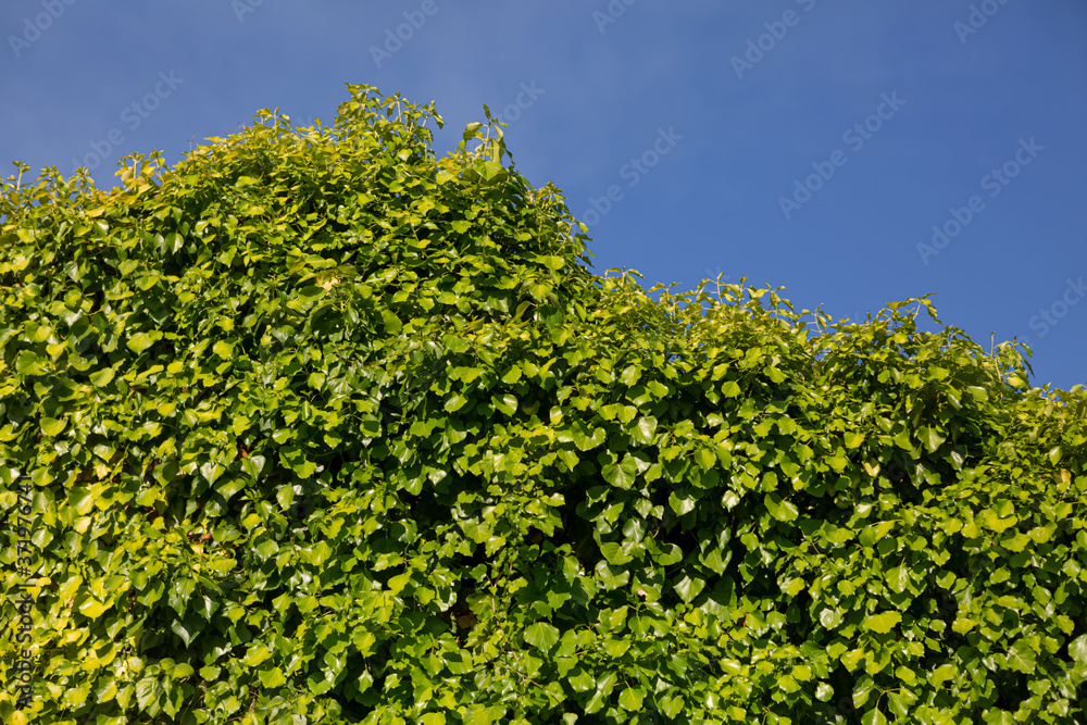 View at the hidden exterior rustic wall with vegetation outside