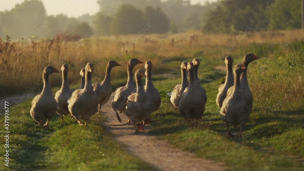 Group of cute young brown domestic  geese walking quickly outside in sunrise sunny countryside summer landscape.