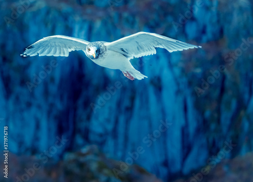 Bird looking into the camera. Aggressive bird. Flying gull in a fiord near Lofoten  Norway. 