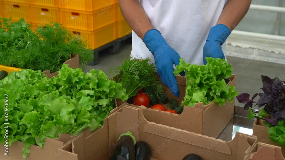 Volunteer in gloves packing food vegetables donation box to help. Spbas donation package with foodstuff. delivery for seniors. worker employee in industrial warehouse factory