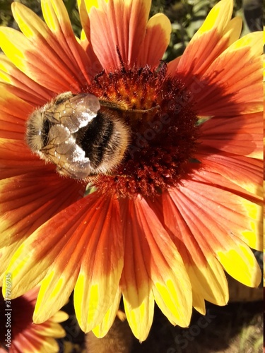 Bumblebee on a bright orange flower in the garden