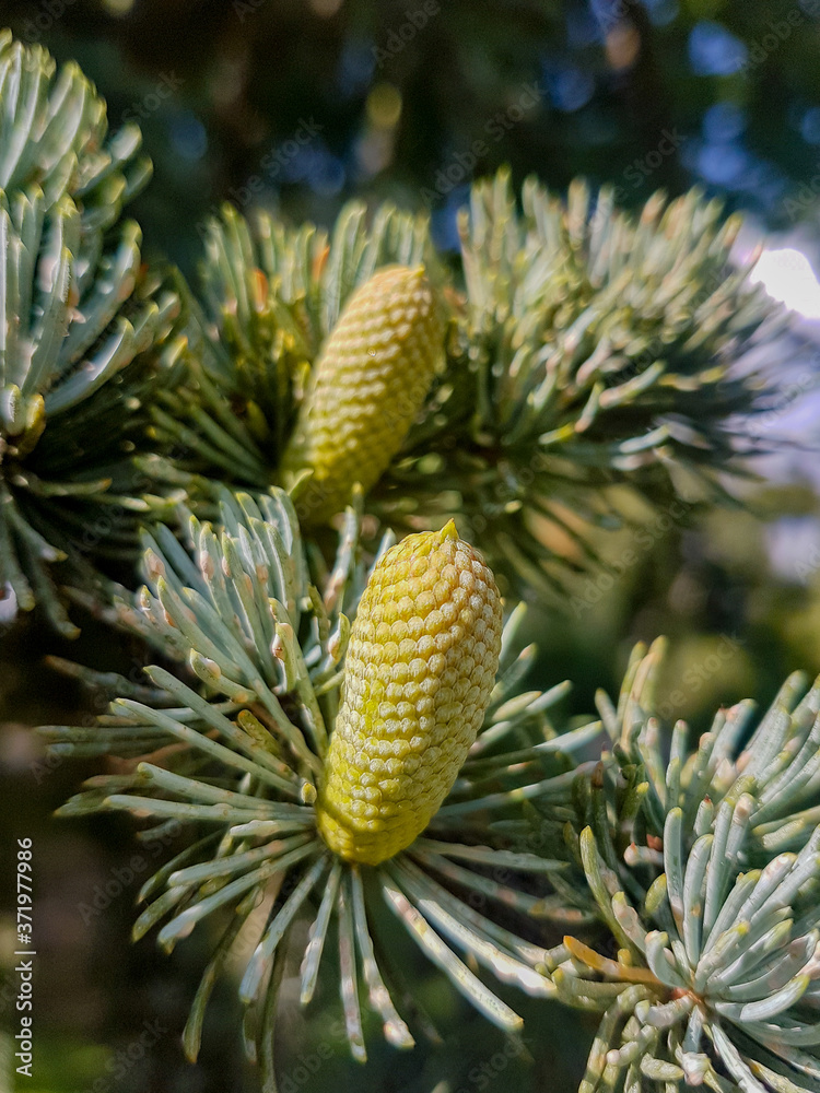 tree seed, Spruce Picea Glauca tree seed, Spruce Picea Glauca