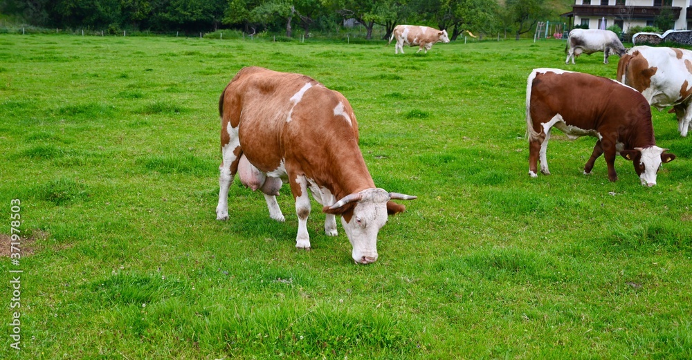 Brown white cows grazing on an alpine pasture in the Bavarian.