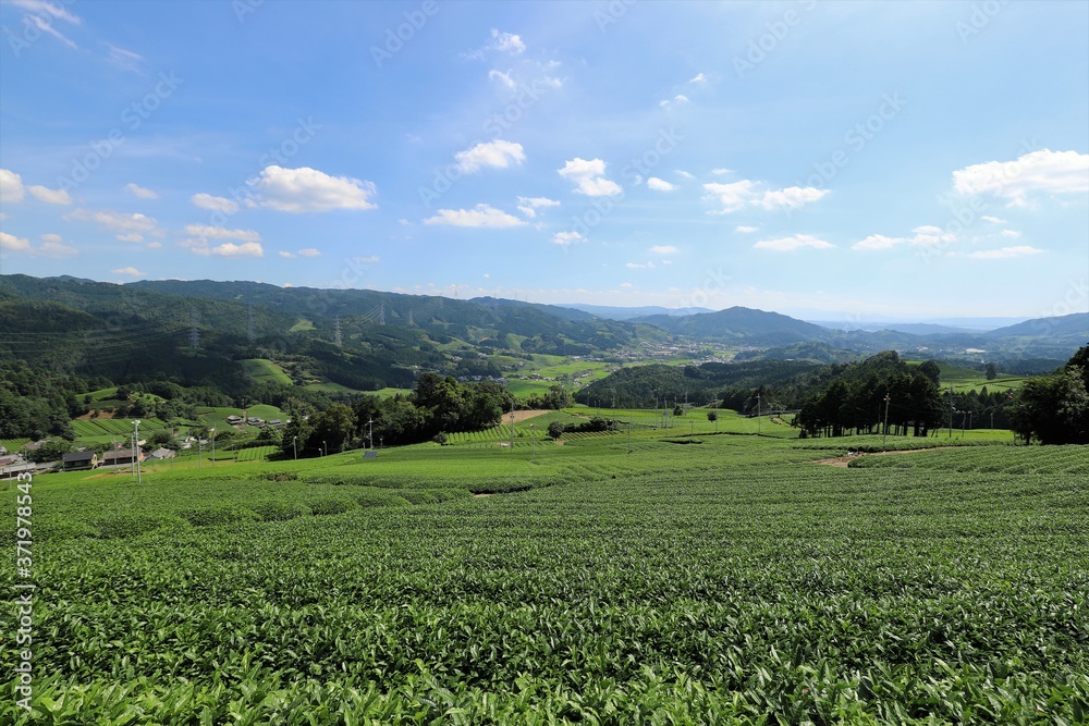 和束町の茶畑