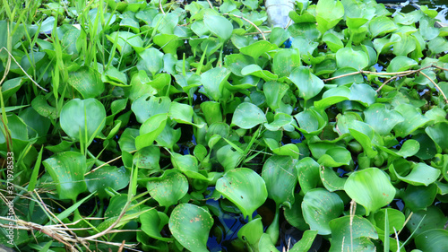 Pontederia crassipes or common water hyacinth.  photo