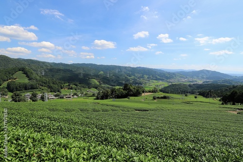 和束町の茶畑