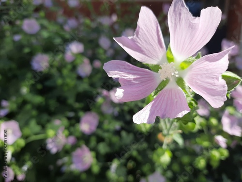 The beauty of urban gardens: a bush of pink flowers