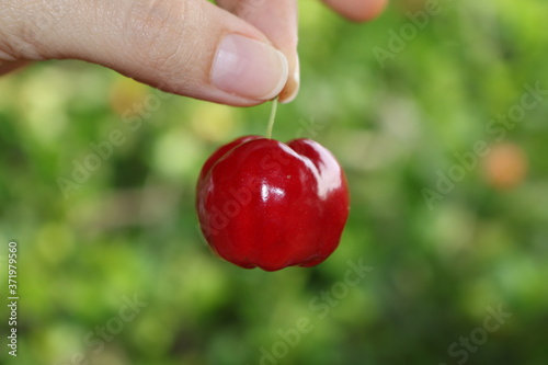 Canvastavla A acerola é parente da cereja?