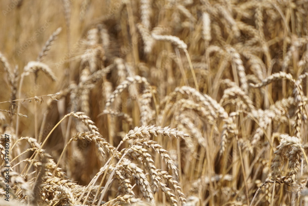 ears of wheat on a blurred background ears of wheat on a blurred background