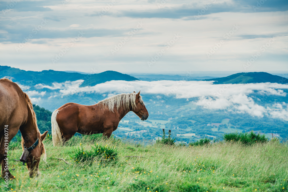 Fototapeta premium Chevaux, Foix, Paturages 