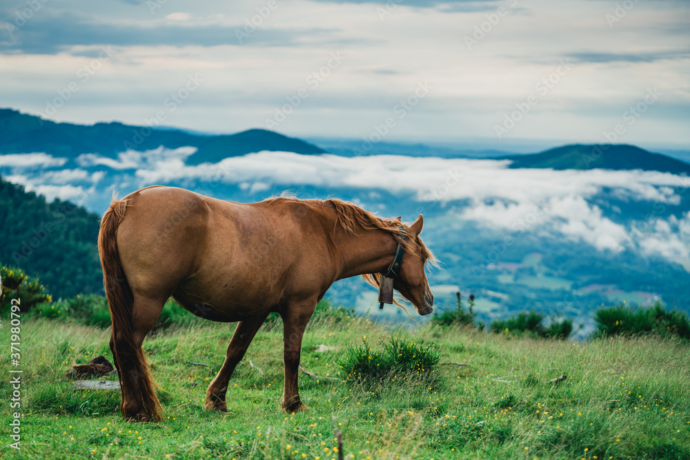 Chevaux, Foix, Paturages 