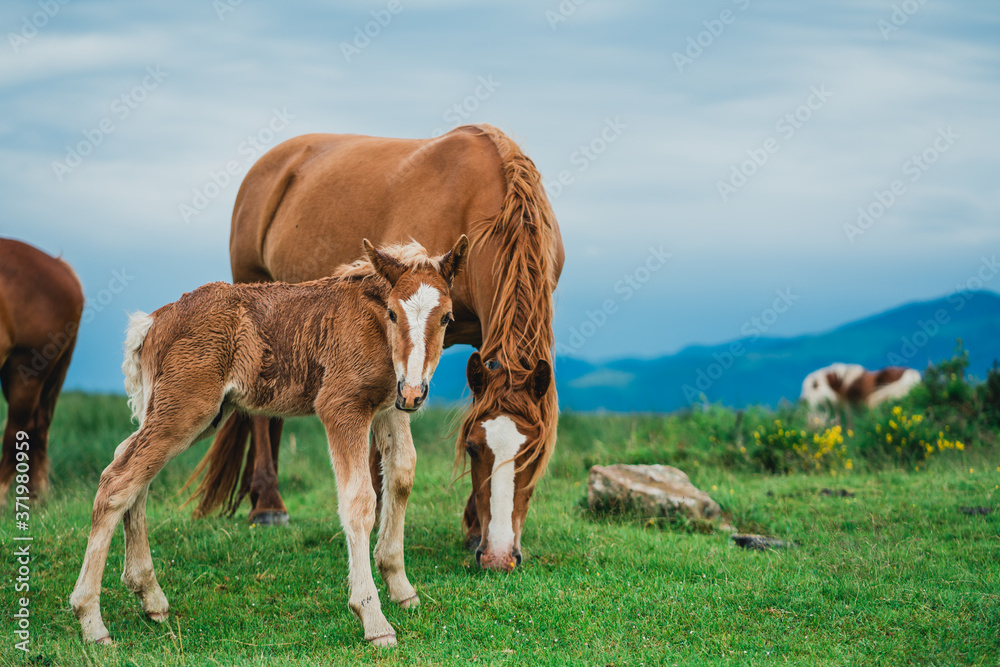 Chevaux, Foix, Paturages 