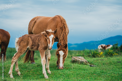 Chevaux  Foix  Paturages 