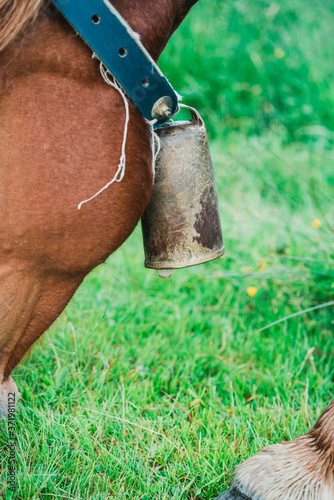 Chevaux, Foix, Paturages 