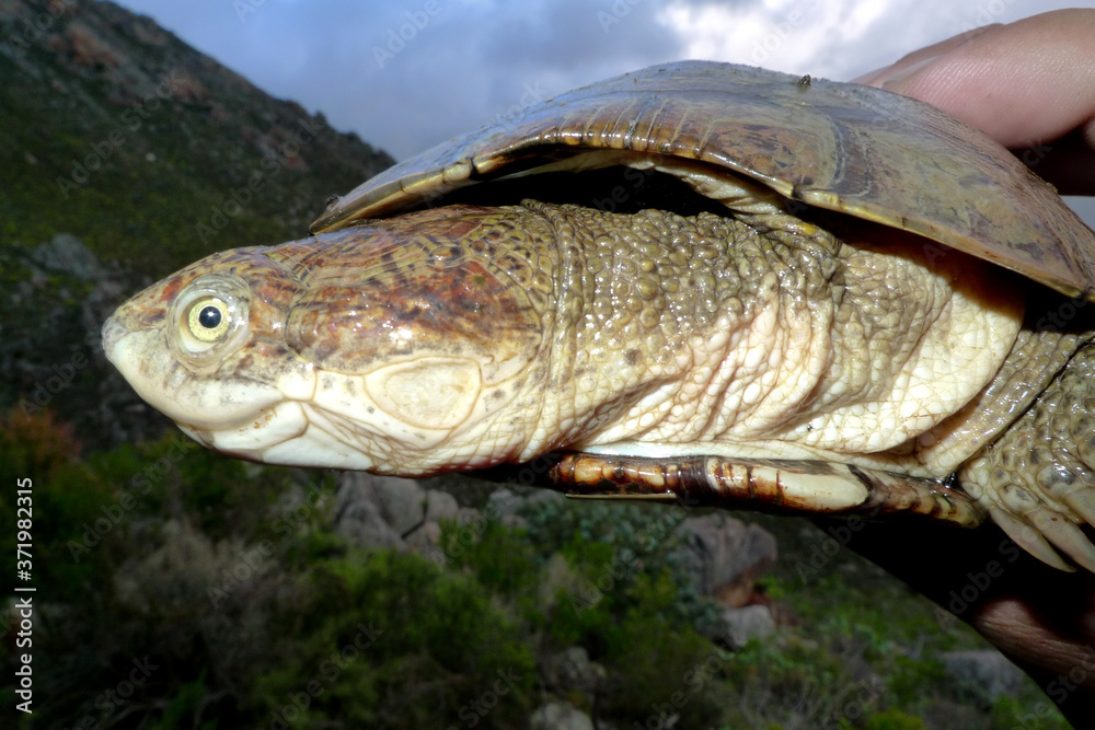 The African helmeted turtle, also commonly known as the marsh terrapin or the crocodile turtle is a species of omnivorous side-necked terrapin in the family Pelomedusidae
