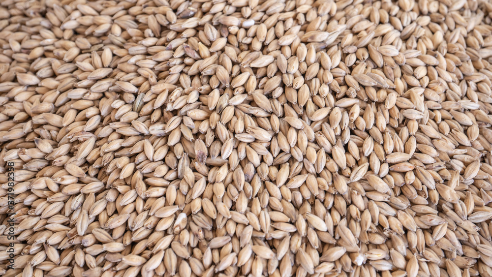 malt to make craft beer