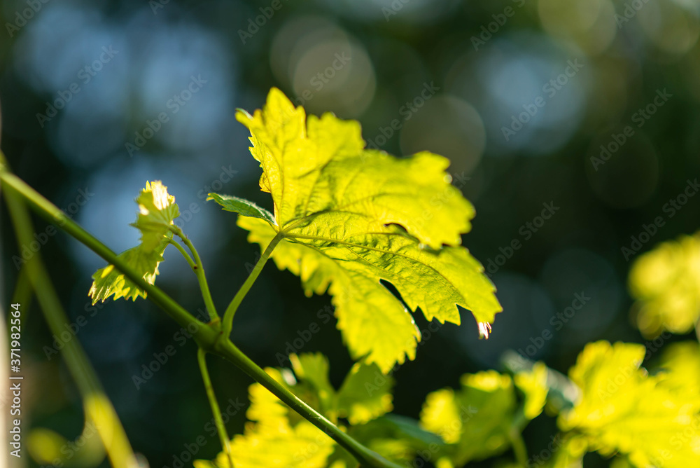 Vine leaves close up on a sunny day on a blurred background.