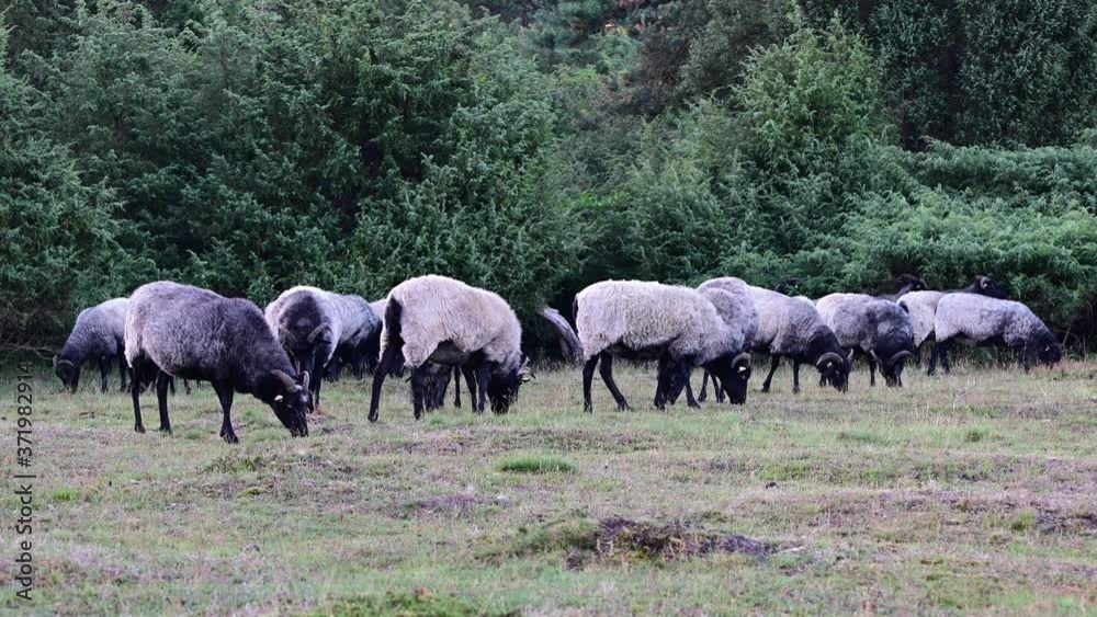 Herding sheeps are grazing in a nature reserve for landscape maintenance, heidschnucke, summer, north germany Herding sheeps are grazing in a nature reserve for landscape maintenance, heidschnucke, summer, north germany
