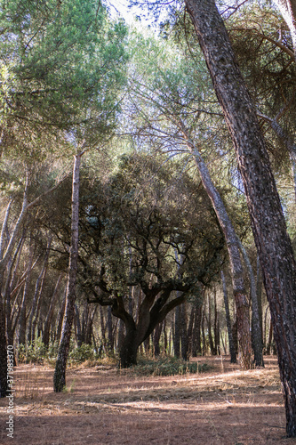 widok las drzewa natura madryt zieleń 