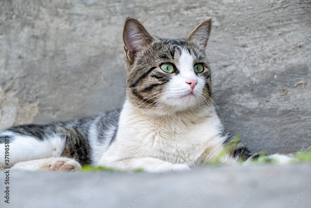 cat on the grass cat on the grass