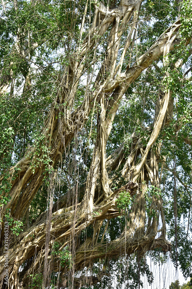 roots of an old banyan tree that lives on the banks of rivers with roots that spread to the ground and are exposed to direct sunlight roots of an old banyan tree that lives on the banks of rivers with roots that spread to the ground and are exposed to direct sunlight