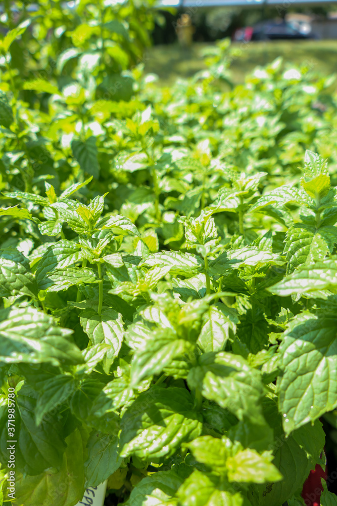 Spearmint growing in an herb garden