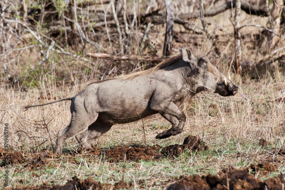 Warzenschwein (Phacochoerus Aethiopicus), Männchen, Krüger Nationalpark ...