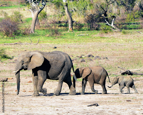 Elefantenfamilie im Krüger Nationalpark in Südarika © maxbaer