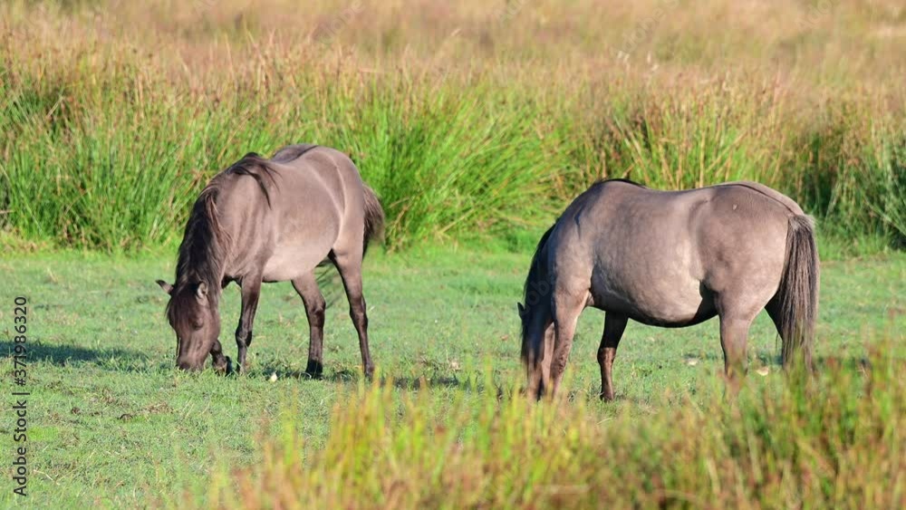 Eurasian wild horses, tarpans are grazing on the meadow in a nature reserve, summer, north germany, (equus ferus) Eurasian wild horses, tarpans are grazing on the meadow in a nature reserve, summer, north germany, (equus ferus)