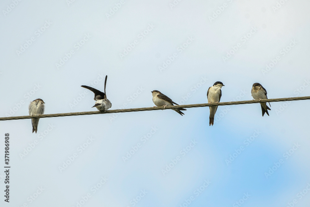 Group of common house Martins perched on power lines grouping together for migration Group of common house Martins perched on power lines grouping together for migration