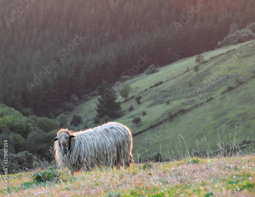 Sheep at sunset backlight grazing on the mountain