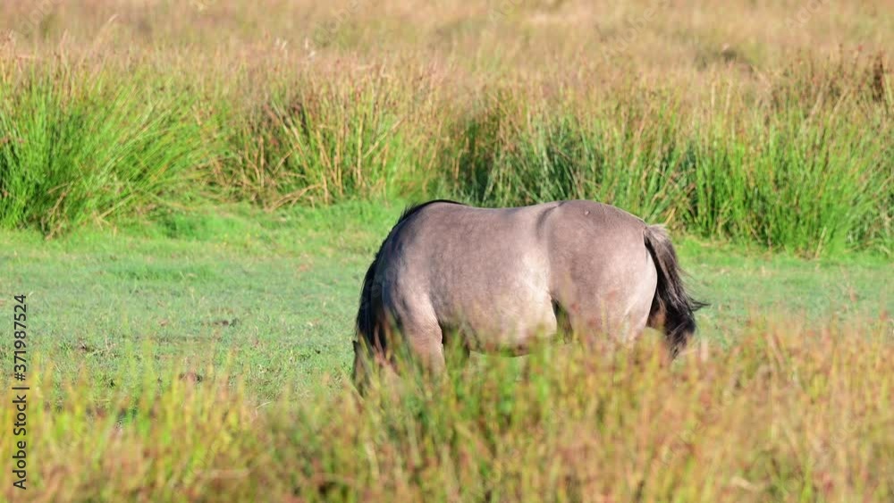 Eurasian wild horses, tarpans are grazing on the meadow in a nature reserve, summer, north germany, (equus ferus) Eurasian wild horses, tarpans are grazing on the meadow in a nature reserve, summer, north germany, (equus ferus)