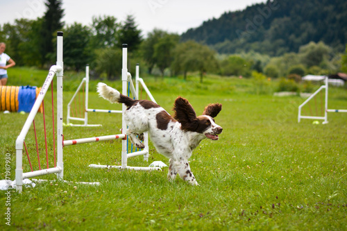 focused Welsh springer spaniel dog jumping fast running agility jump 