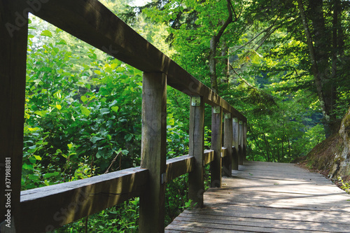 wooden bridge in the forest