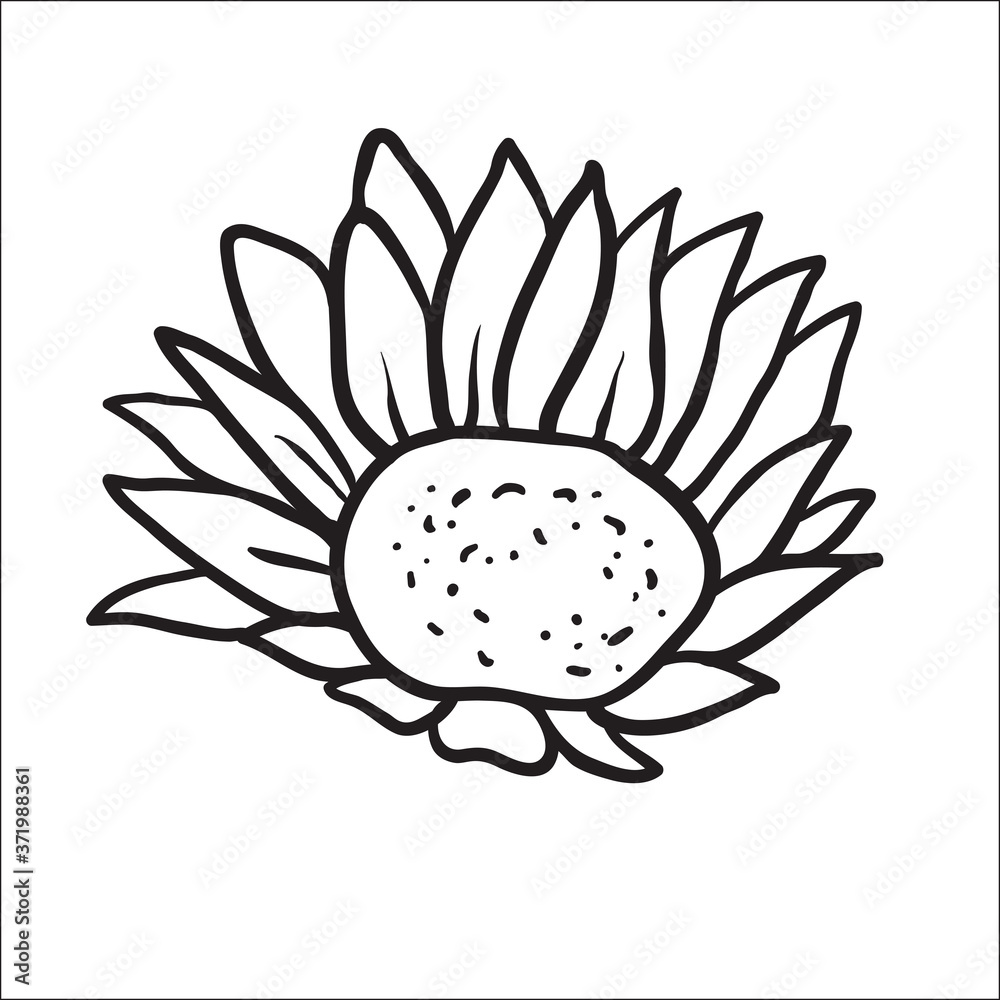 Fototapeta premium Sunflower. Vector image of hand drawn sunflowers isolated on white background at retro style