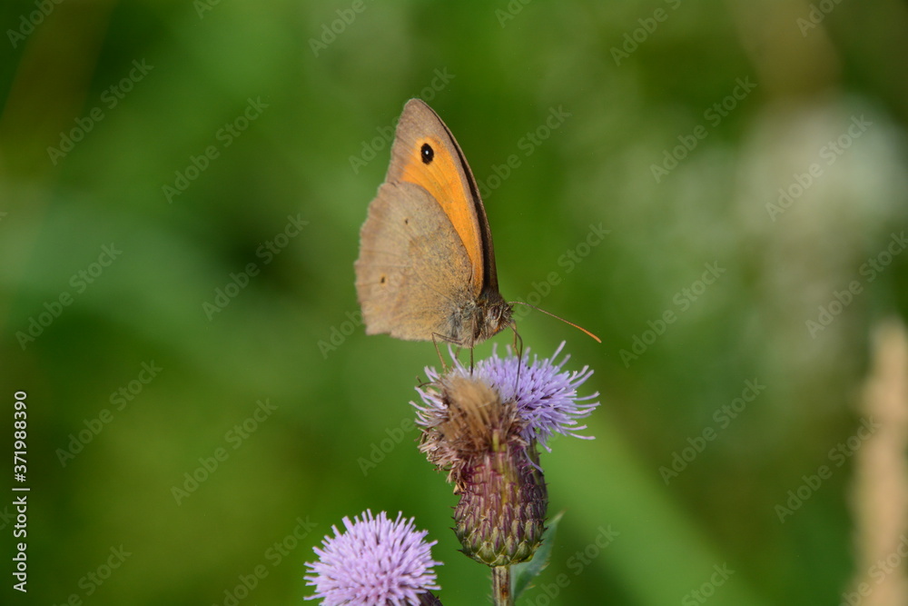 Fototapeta premium FADET COMMUN VERS THONON-LES-BAINS