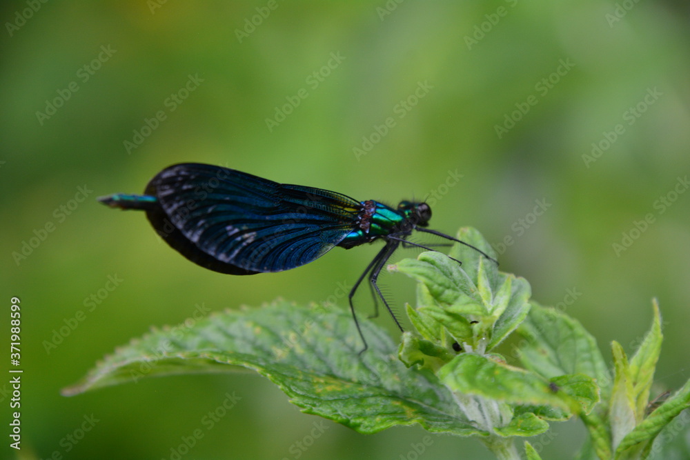 DEMOISELLE BLEUE VERS THONON-LES-BAINS DEMOISELLE BLEUE VERS THONON-LES-BAINS