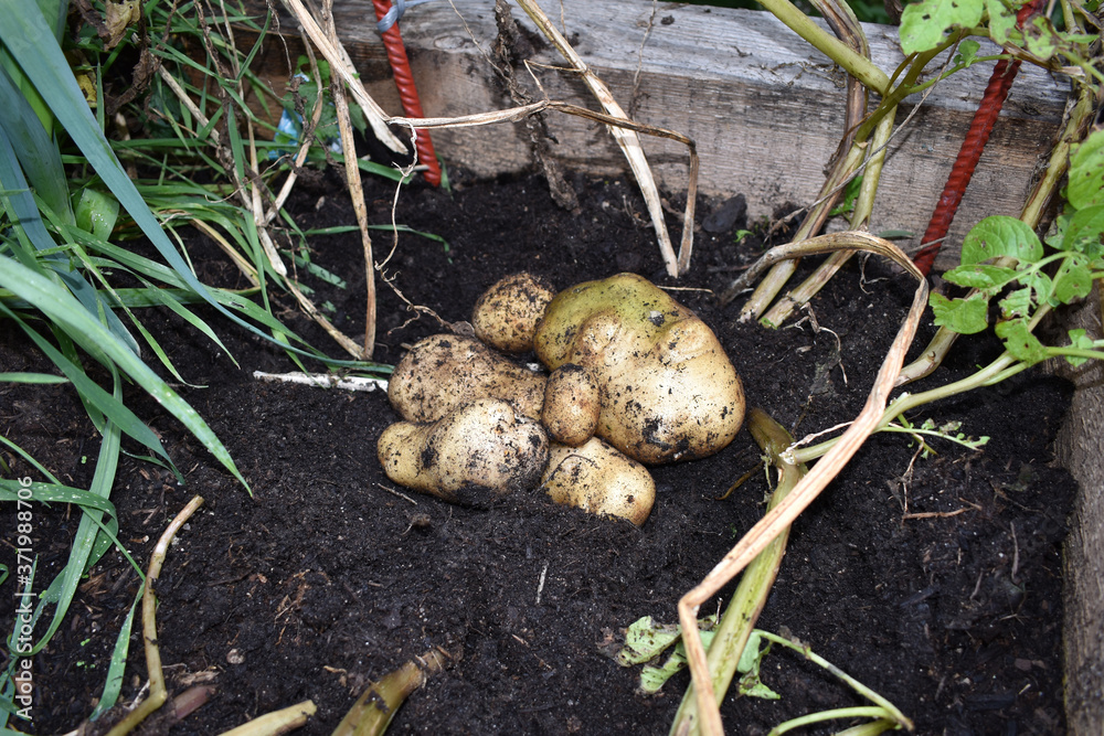 Erdapfelernte, Kartoffelernte auf frisch umgegrabener Erde am Kartoffelbeet, riesige Erdäpfel, Kartoffel frisch aus der Erde Erdapfelernte, Kartoffelernte auf frisch umgegrabener Erde am Kartoffelbeet, riesige Erdäpfel, Kartoffel frisch aus der Erde