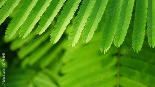 The Climbing Wattle Stacking and Moving along The Wind Blow
