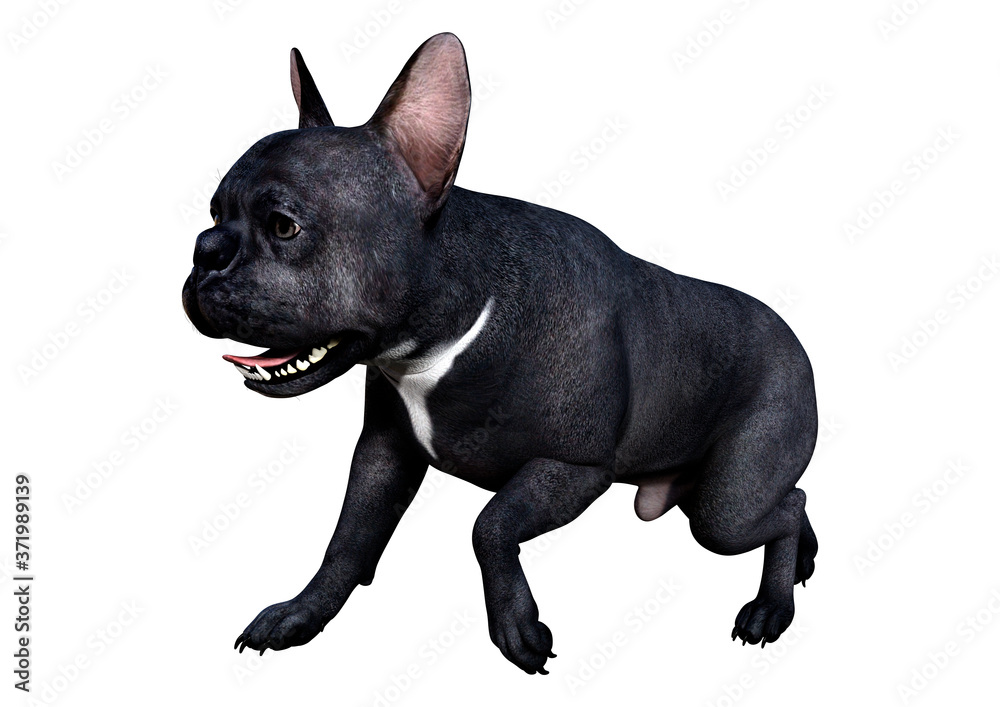 3D Rendering French Bulldog on White 3D Rendering French Bulldog on White