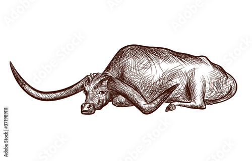 Texas Longhorn bull, domestic animal ink sketch hand drawn illustration