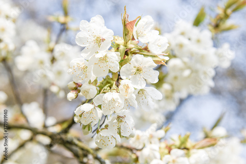 White blooming cherry tree. Natural close up photography. Spring theme