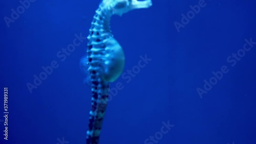 seahorse, swim in the sea