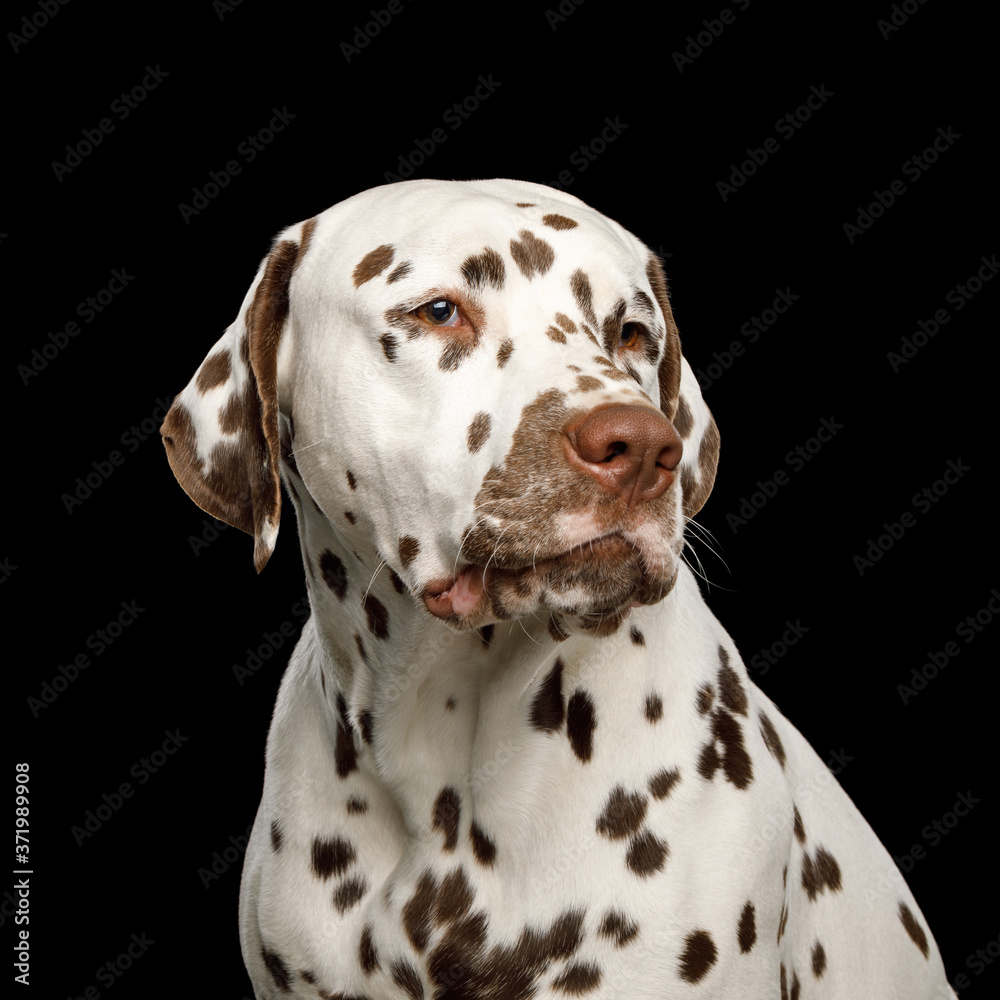 Portrait of Sad Dalmatian Dog Stare on Isolated Black Background