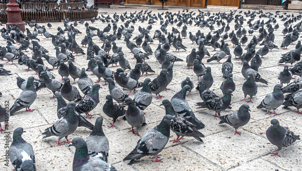 Obraz premium Only pigeones on Bascarsija Square in Sarajevo during Covid crisis