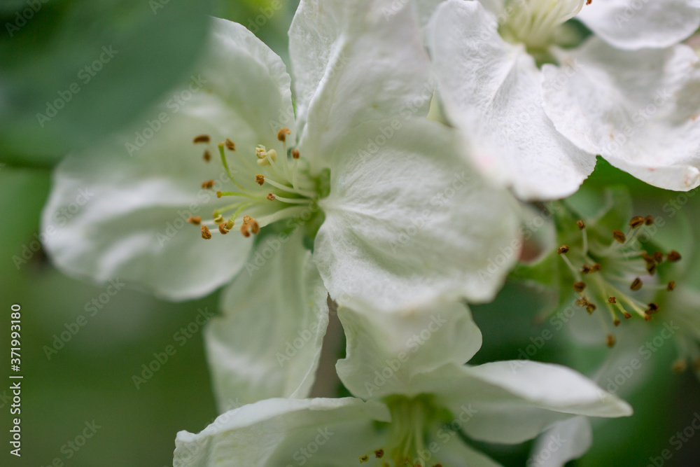 Obraz premium apple blossom, flower macro